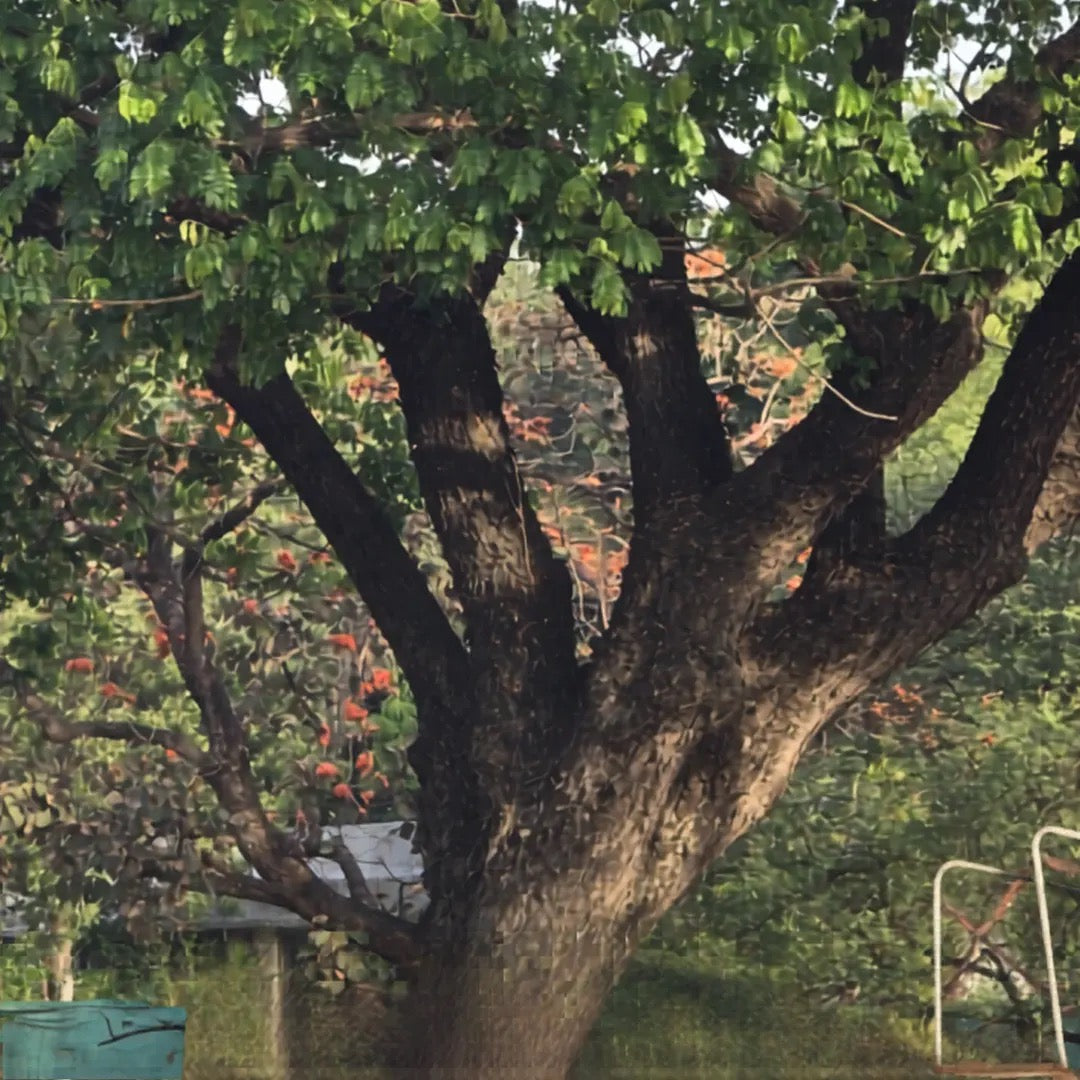 Samanea saman, Rain Tree, Monkeypod Tree
