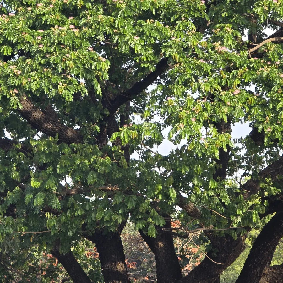 Samanea saman, Rain Tree, Monkeypod Tree