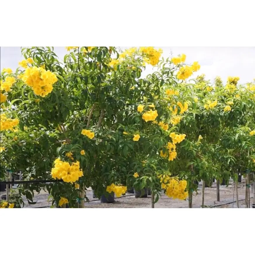 Cassia glauca, Cassia surattensis Tree