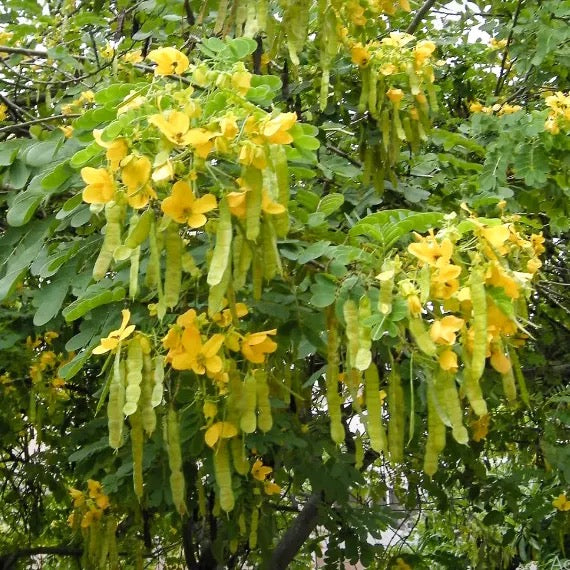 Cassia glauca, Cassia surattensis Tree