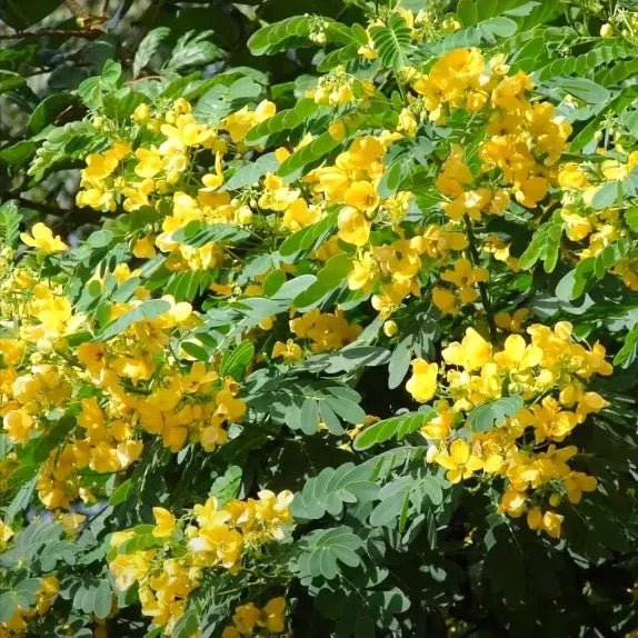 Cassia glauca, Cassia surattensis Tree
