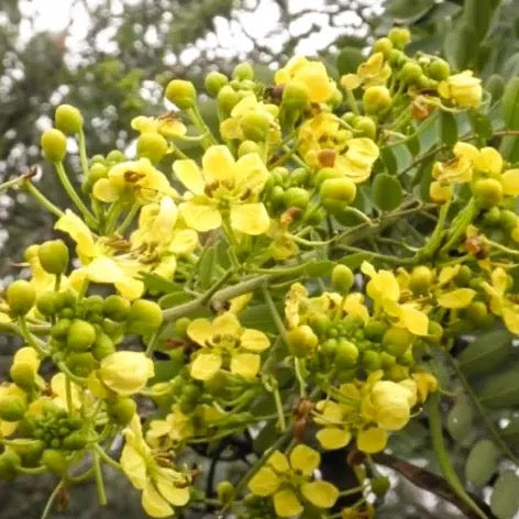 Cassia glauca, Cassia surattensis Tree