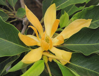 Golden Champa | Swarn champa – Plant