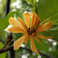 Golden Champa | Swarn champa – Plant
