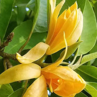 Golden Champa | Swarn champa – Plant