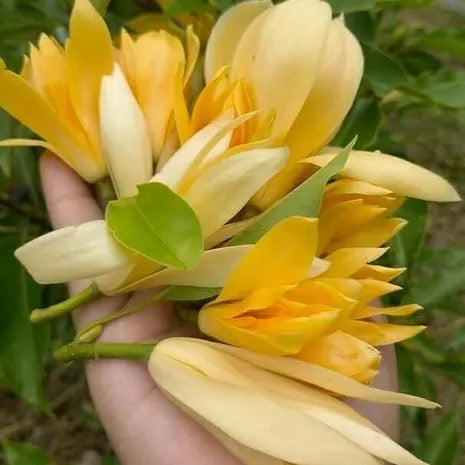 Golden Champa | Swarn champa – Plant