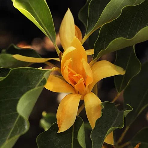 Golden Champa | Swarn champa – Plant
