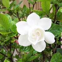 Gandharaj Plant, Gardenia