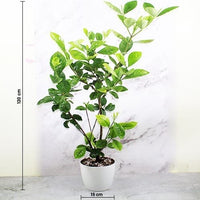 Gandharaj Plant, Gardenia