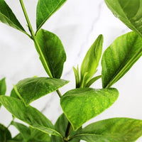 Gandharaj Plant, Gardenia