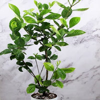 Gandharaj Plant, Gardenia