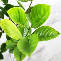 Gandharaj Plant, Gardenia