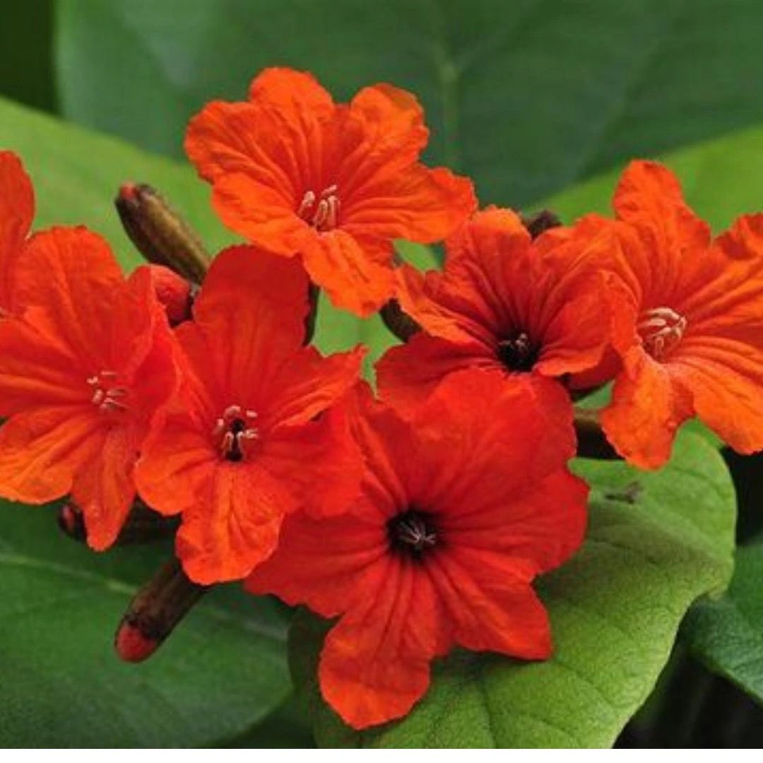 Cordia Sebestena, Geiger Tree