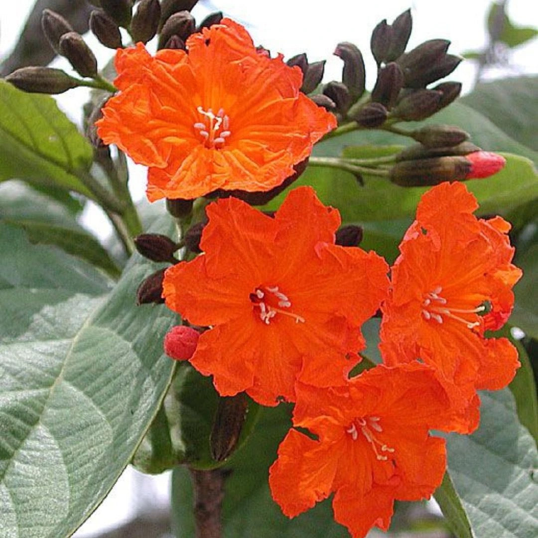 Cordia Sebestena, Geiger Tree