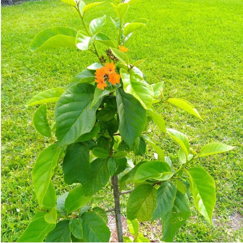 Cordia Sebestena, Geiger Tree