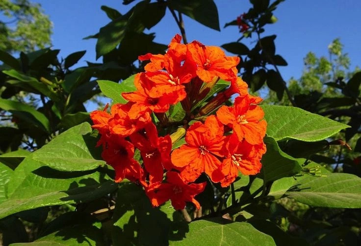 Cordia Sebestena, Geiger Tree