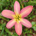 Rose Perfection Rain Lily Zephyranthes Flower Bulbs