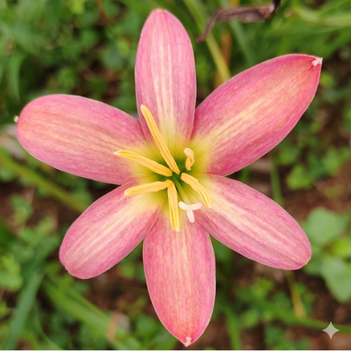 Rose Perfection Rain Lily Zephyranthes Flower Bulbs