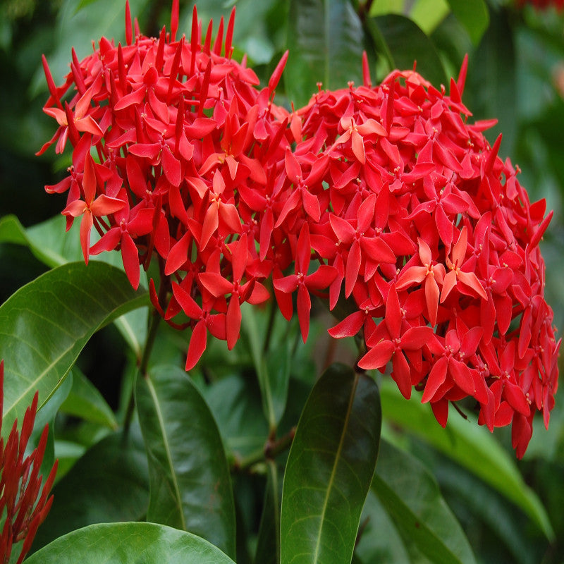 Ixora singapuri-hybrid-red - Flowering Shrubs