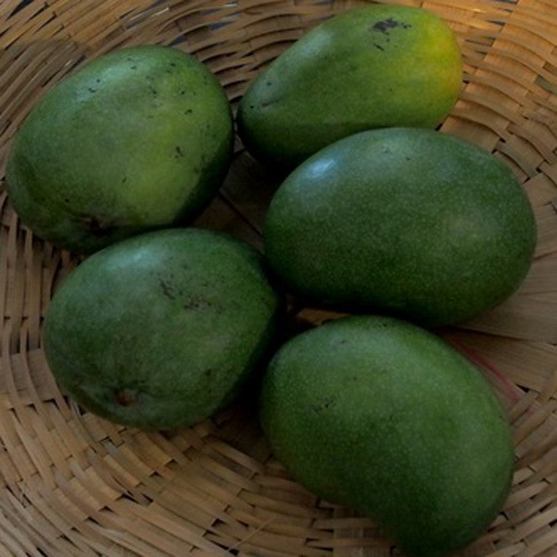 Mango Neelam(Grafted) - Fruit Plants & Tree