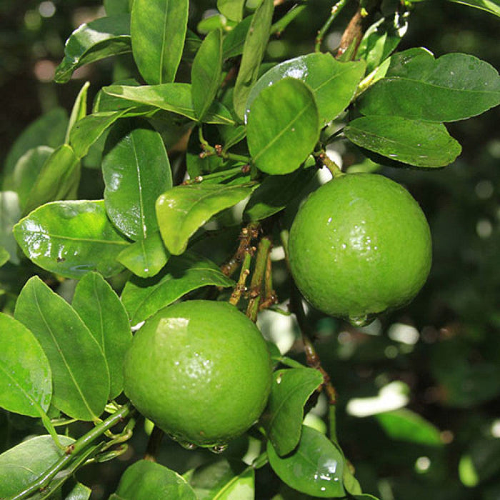 Table Lemon - Fruit Plants & Tree