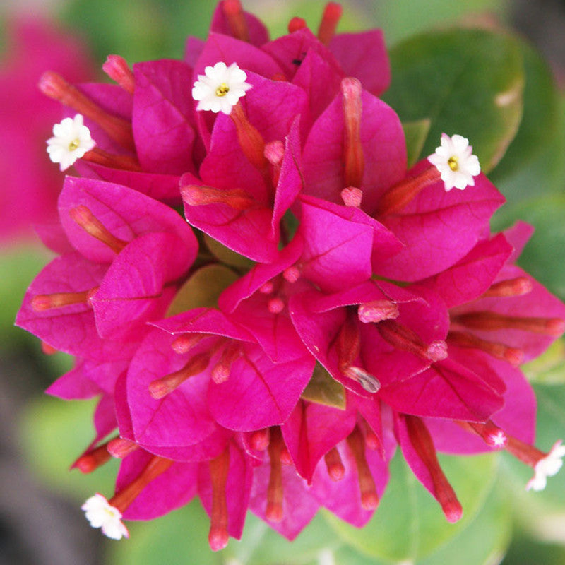 Bougainvillea Dwarf - Flowering Shrubs