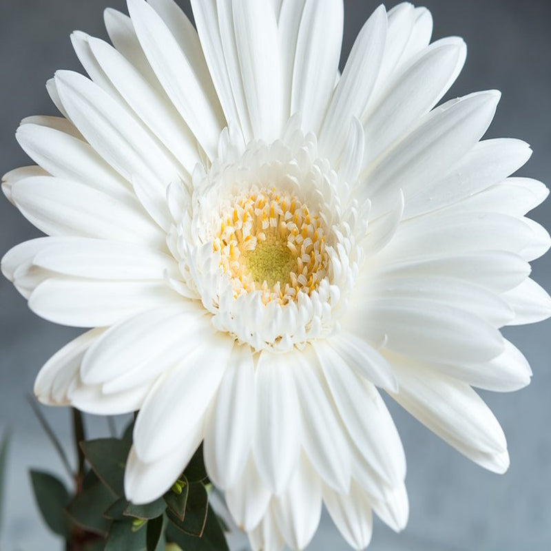 Gerbera Plant White -  Top Bed Room
