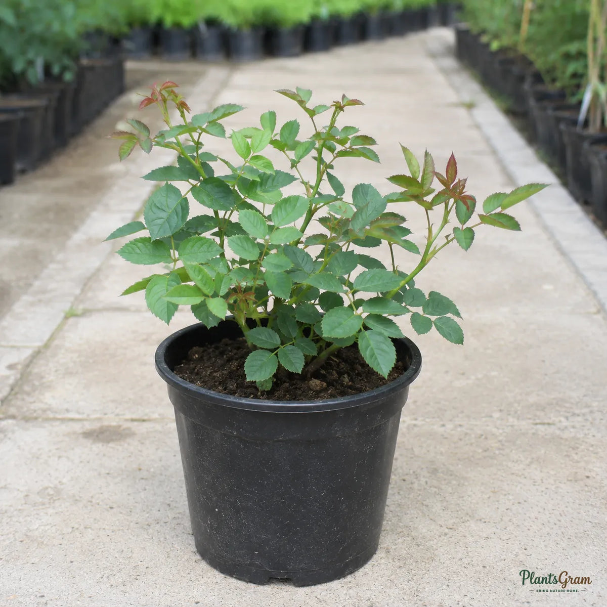 Button Rose (Dwarf Pink) - Rosa hybrid