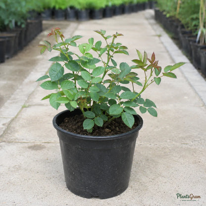 Button Rose (Dwarf Pink) - Rosa hybrid