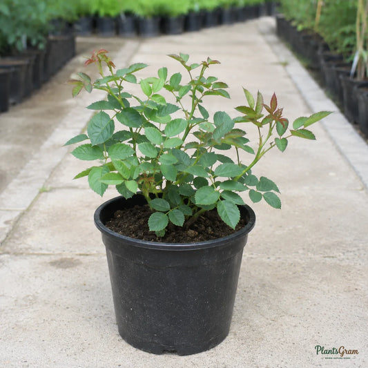 Button Rose (Dwarf Pink) - Rosa hybrid