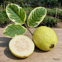 Guava Variegata (Grafted) - Fruit Plants & Trees