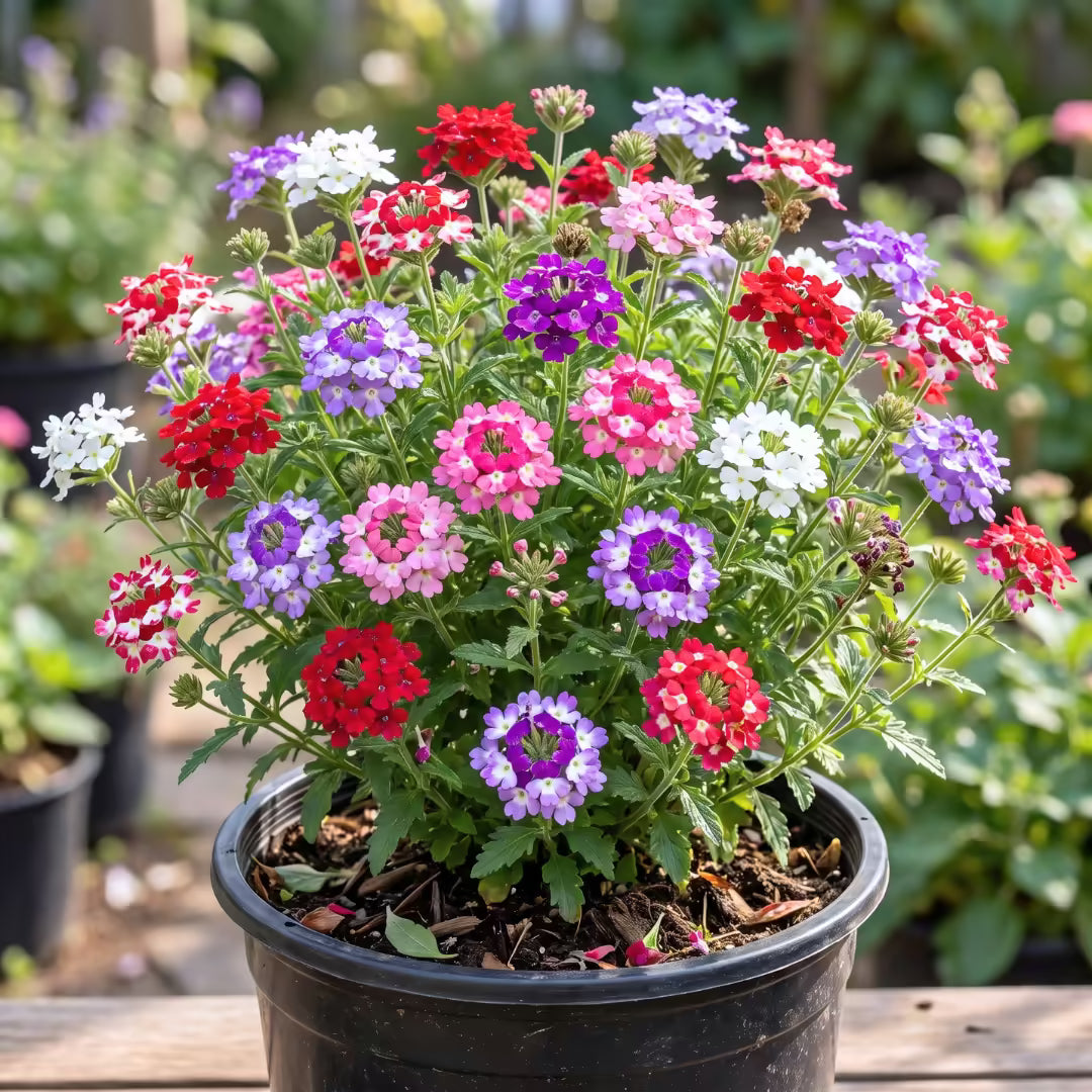 Verbena Mixed Color Flower Seeds