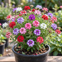 Verbena Mixed Color Flower Seeds