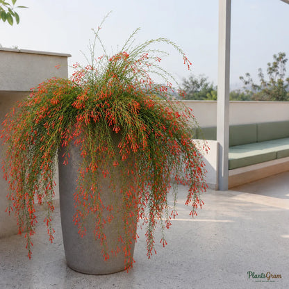 Firecracker Plant (Red) - Russelia Equisetiformis
