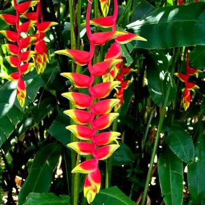 Combo of 2 Mature Heliconia Plant