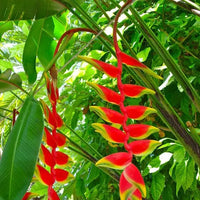 Combo of 2 Mature Heliconia Plant