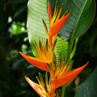 Combo of 2 Mature Heliconia Plant