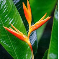 Combo of 2 Mature Heliconia Plant