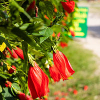 Malvaviscus Hibiscus | Sleeping Chilli Hibiscus Plant