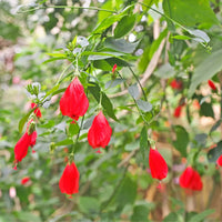 Malvaviscus Hibiscus | Sleeping Chilli Hibiscus Plant