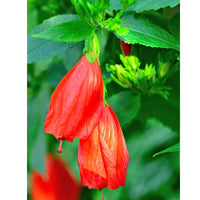 Malvaviscus Hibiscus | Sleeping Chilli Hibiscus Plant
