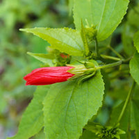 Malvaviscus Hibiscus | Sleeping Chilli Hibiscus Plant