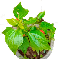 Malvaviscus Hibiscus | Sleeping Chilli Hibiscus Plant