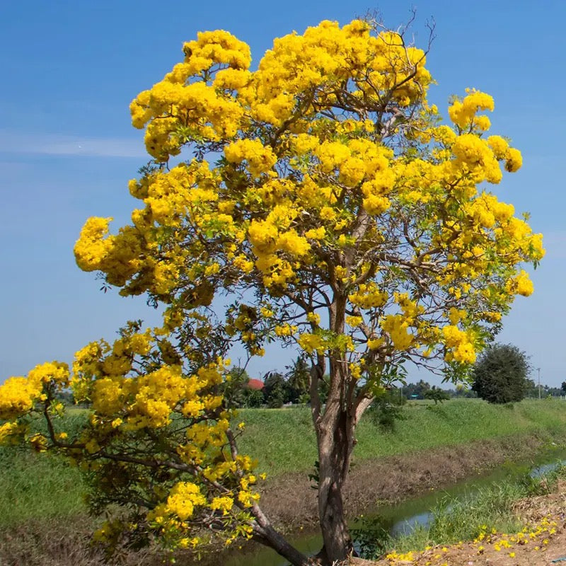 Kassod, Cassia siamea | Senna siamea- Tree