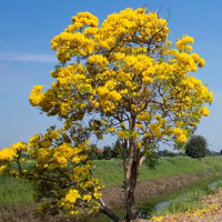 Kassod, Cassia siamea | Senna siamea- Tree