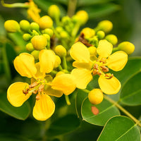 Kassod, Cassia siamea | Senna siamea- Tree