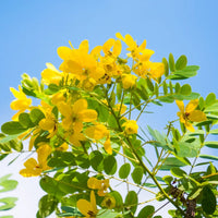 Kassod, Cassia siamea | Senna siamea- Tree