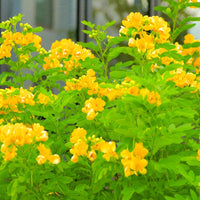 Kassod, Cassia siamea | Senna siamea- Tree