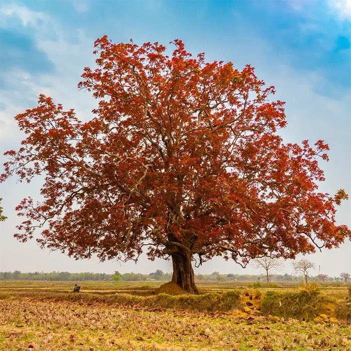 Schleichera Oleosa, Kusum tree