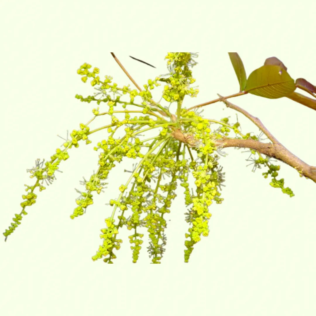 Schleichera Oleosa, Kusum tree